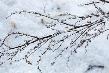 Plants in a meadow coated with ice, East Windsor, Connecticut.