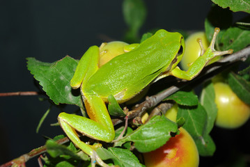 Tree frog on a tree branch