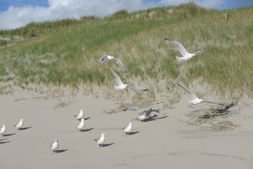 Fototapeta premium Möwen an einer Sanddüne