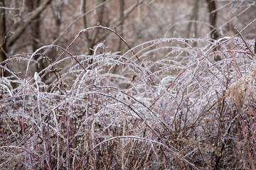 Plants in a meadow coated with ice, East Windsor, Connecticut.