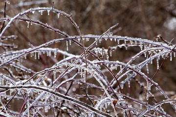 Plants in a meadow coated with ice, East Windsor, Connecticut.