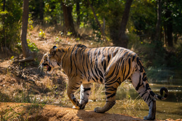 Tiger in nature habitat and charging and angry over elephant. beautiful indian Panthera tigris at Bandhavgarh National Park