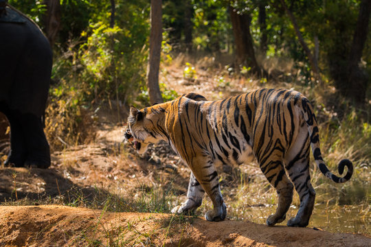 Tiger in nature habitat and charging and angry over elephant. beautiful indian Panthera tigris at Bandhavgarh National Park