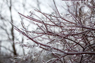 Plants in a meadow coated with ice, East Windsor, Connecticut.