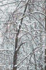 Fototapeta premium Tree branches in the snow. Winter in the park, winter in the forest. Beautiful winter season background.