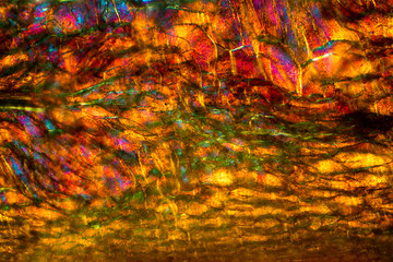 Abstract micrograph of tissue from a ghost pepper.