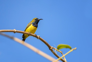 Olive-backed Sunbird - Cinnyris jugularis, small yellow and black sunbird from Southeast Asian gardens and woodlands, Bali, Indonesia.