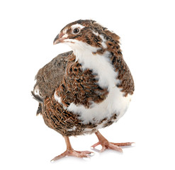 Japanese quail in studio