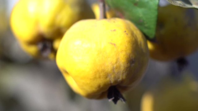Organic Ripe yellow quince fruit on tree. Close up shot.