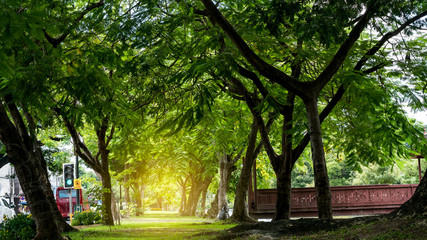 Fototapeta na wymiar Lawn with 2 trees