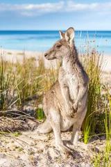 Crédence de cuisine en verre imprimé Kangourou Kangourou australien sur la belle plage éloignée