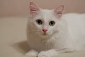 White kitten is lying on the bed and looks cute eyes