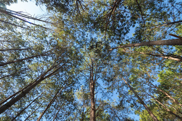 Obraz premium Pine forest in northern Thailand