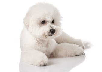 Bichon Frise puppy. Bichon is isolated on a white background. White dog. Bichon after grooming