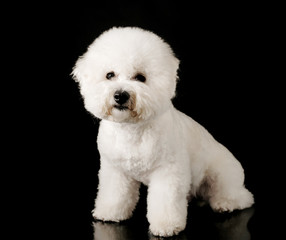 Obraz premium Bichon is isolated on a black background. Bichon Frise puppy. White dog. Bichon after grooming