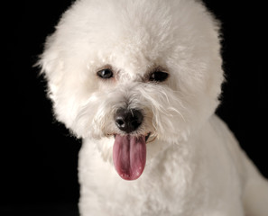 Bichon is isolated on a black background. Bichon Frise puppy. White dog. Bichon after grooming