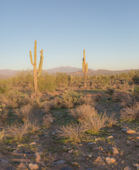 The Saguaro cactus is a true symbol of the American west and its desert landscape. These stunning...