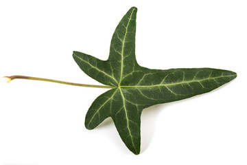 Green Ivy leaf