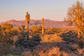 Foto auf Acrylglas Der Saguaro-Kaktus ist ein wahres Symbol des amerikanischen Westens und seiner Wüstenlandschaft. Diese atemberaubenden Bilder, die in der weiten Wildnis Arizonas aufgenommen wurden, zeigen wunderschöne Berge als Kulisse für diese Naturbilder © Leslie Rogers Ross