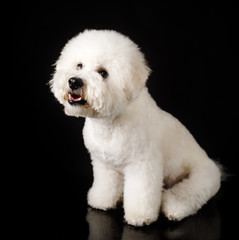 Bichon is isolated on a black background. Bichon Frise puppy. White dog. Bichon after grooming