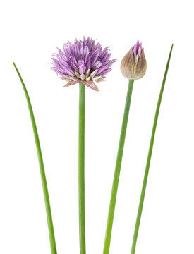 Chive  flowers