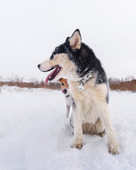 Siberian husky and jack russel terrier dogs playing on winter field. Happy puppys in fluffy snow. Animal photography
