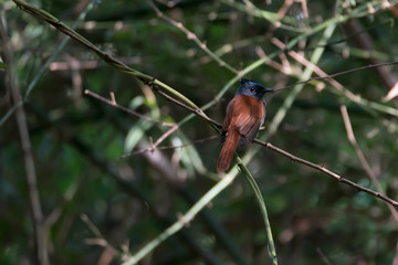 Female Indian Paradise flycatcher perching in the forest , Thailand