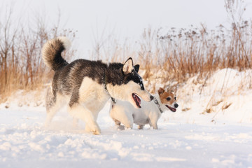 Siberian husky and jack russel terrier dogs playing on winter field. Happy puppys in fluffy snow. Animal photography