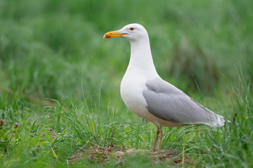 Caspian Gull on nest