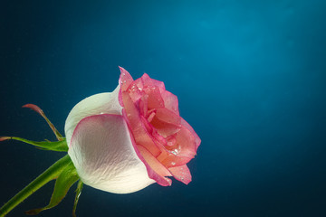 Single pink rosewith water droplets  isolated on black background. Beautiful rose in dtudio shot