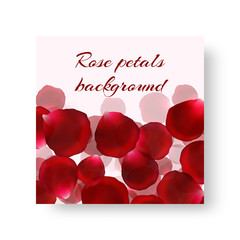 Template of a festive background with rose petals