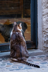 Chat qui attend devant la porte