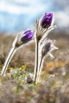 Spring flowers wild Pulsatilla pratensis - selective focus, copy space