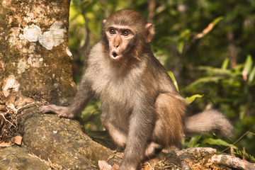 A young macaque cautiously screams, emotions on his face.