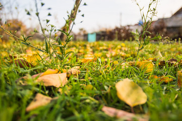 fallen leaves in autumn forest at sunny weather