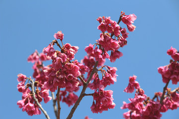 甲府市歴史公園に咲く寒緋桜