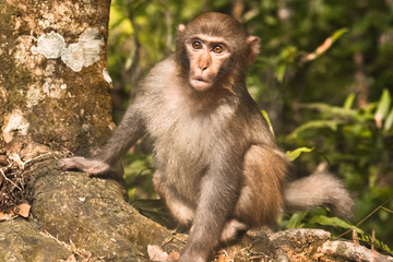 A young macaque looks warily, emotions on his face.