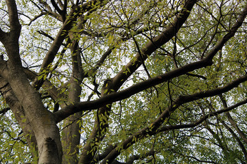 Foresta di rami e foglie