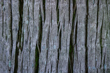 Palm bark texture. Tropical trees wallpaper