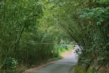 Bamboo Forest in Miaoli Tai'an Township, Taiwan