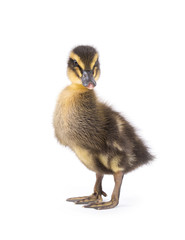 Cute little newborn fluffy duckling. One young duck isolated on a white background.