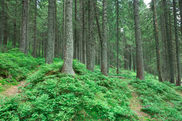 Forest trees. nature green wood sunlight backgrounds