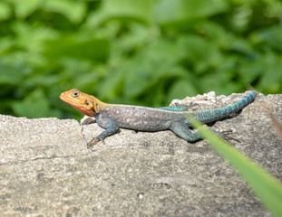 Blaue Siedleragame, Ostafrikanische Siedleragame, eidechse, Kenia-Felsagame, Kenia, Reptil, Farbig