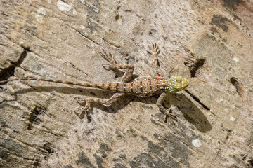 Blaue Siedleragame, Ostafrikanische Siedleragame, eidechse, Kenia-Felsagame, Kenia, Reptil, Kopf