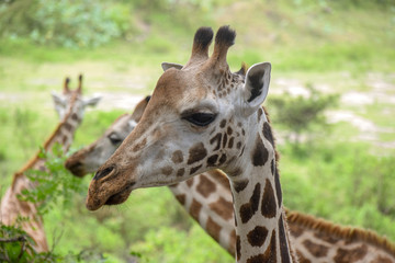 Giraffe in Tsavo East National Park Kenya, Savanne, Wüste, Afrika, Herde, Zoo