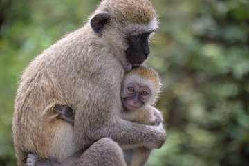 Meerkatzen, Affenbaby, Affen, Affe, Familie, Herde, Kenya, Tsavo, Dschungel, Baby, Liebe, Primat