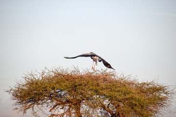 sagittarius, serpentariusSekretär, Vogel in der afrikanischen Tsavo, Wüste, Baum, Fliegen