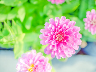 Pink zinnia flowers top view blossom flower in the nature beautiful background.