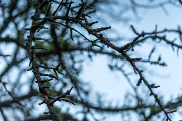 Fototapeta na wymiar Cobweb on the branches of a tree against the blue sky
