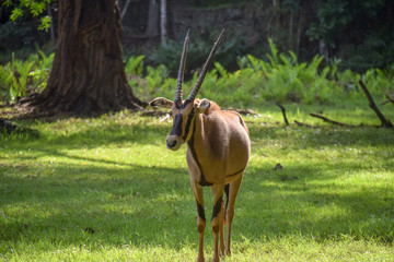 Gazelle im Tsavo East National Park, Gazella, Animali, Afrika, Tsavo East, Dschungel, Zoo